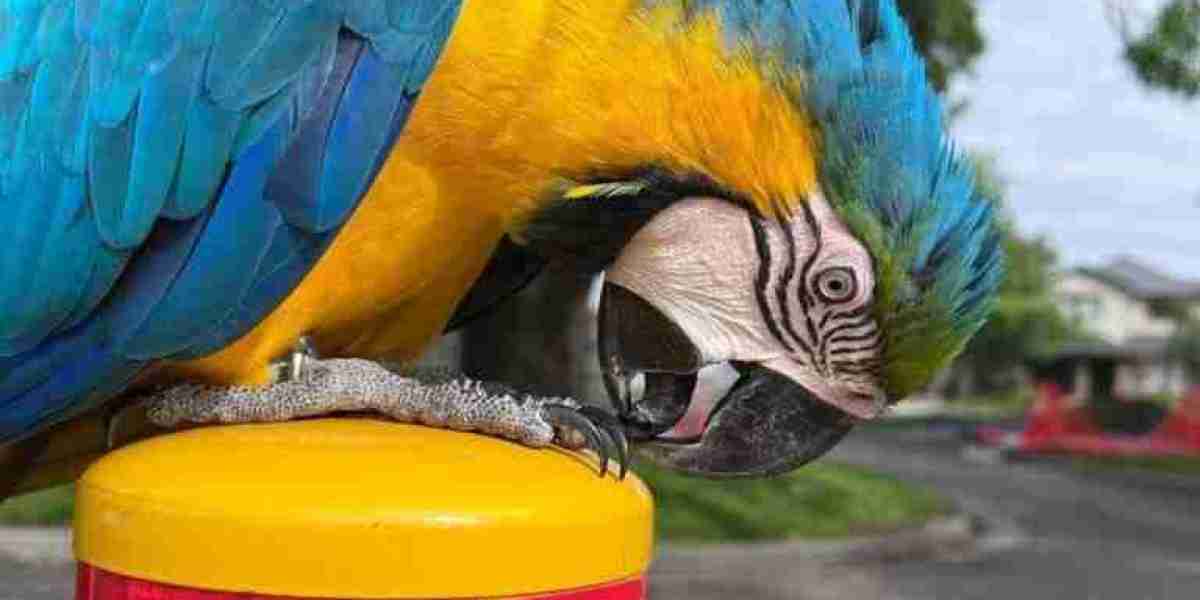 The Ultimate Guide to Macaw Pet Shop: A Haven for Exotic Bird Enthusiasts